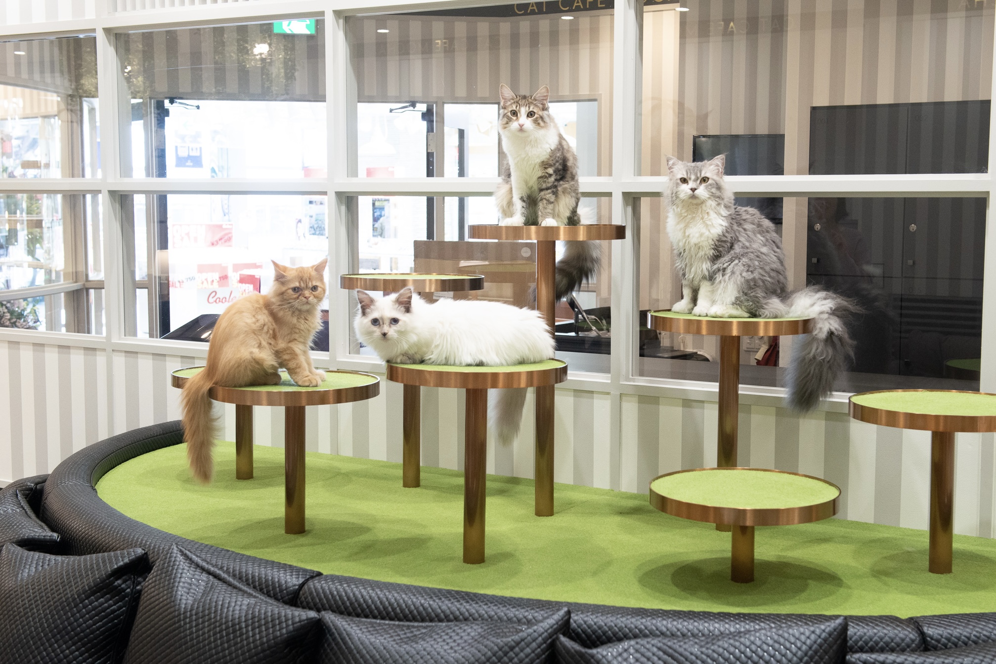 猫カフェmocha 猫カフェモカ トレーディングカード アルシェ大宮店2025春